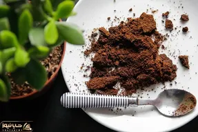 کاشت و برداشت خانگی؛ تفاله چای یا قهوه برای گیاهان آپارتمانی خوبه؟