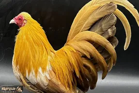 کارخانه حیوانات؛ برای تولید خروس طلایی ژنشو با طوطی ترکیب زد میلیاردی بفروشه