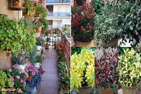 گیاهان آپارتمانی همیشه سبز برا بالکن / با دوام در برابر سرما و گرما در همه ی ایام سال