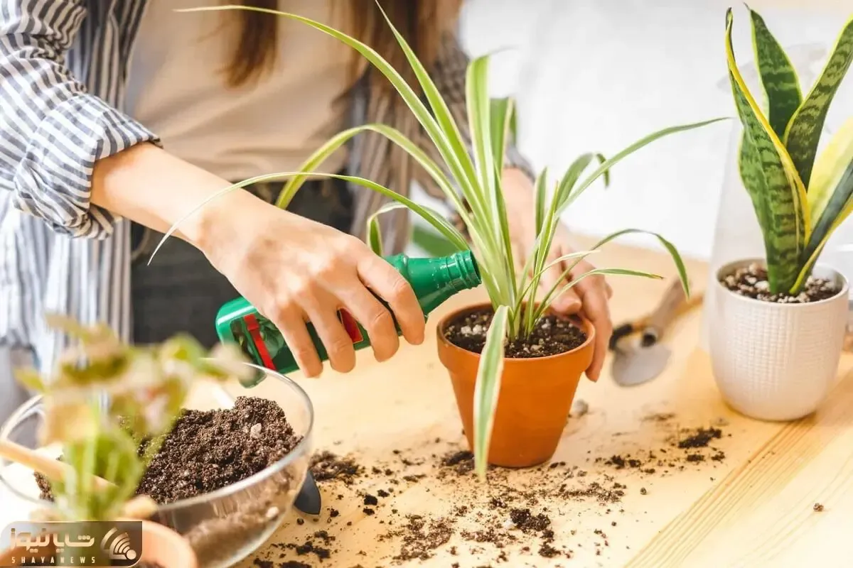 کاشت و برداشت خانگی؛ برای چه گل هایی از کود سه بیست استفاده کنیم؟ گلتو به کشتن ندی