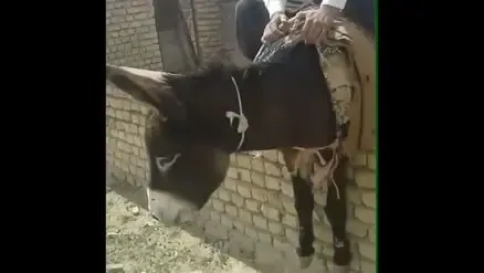 (ویدیو) فیلم از شکنجه بی رحمانه و کُشتی گرفتن با الاغ در یکی از روستاهای کشور!