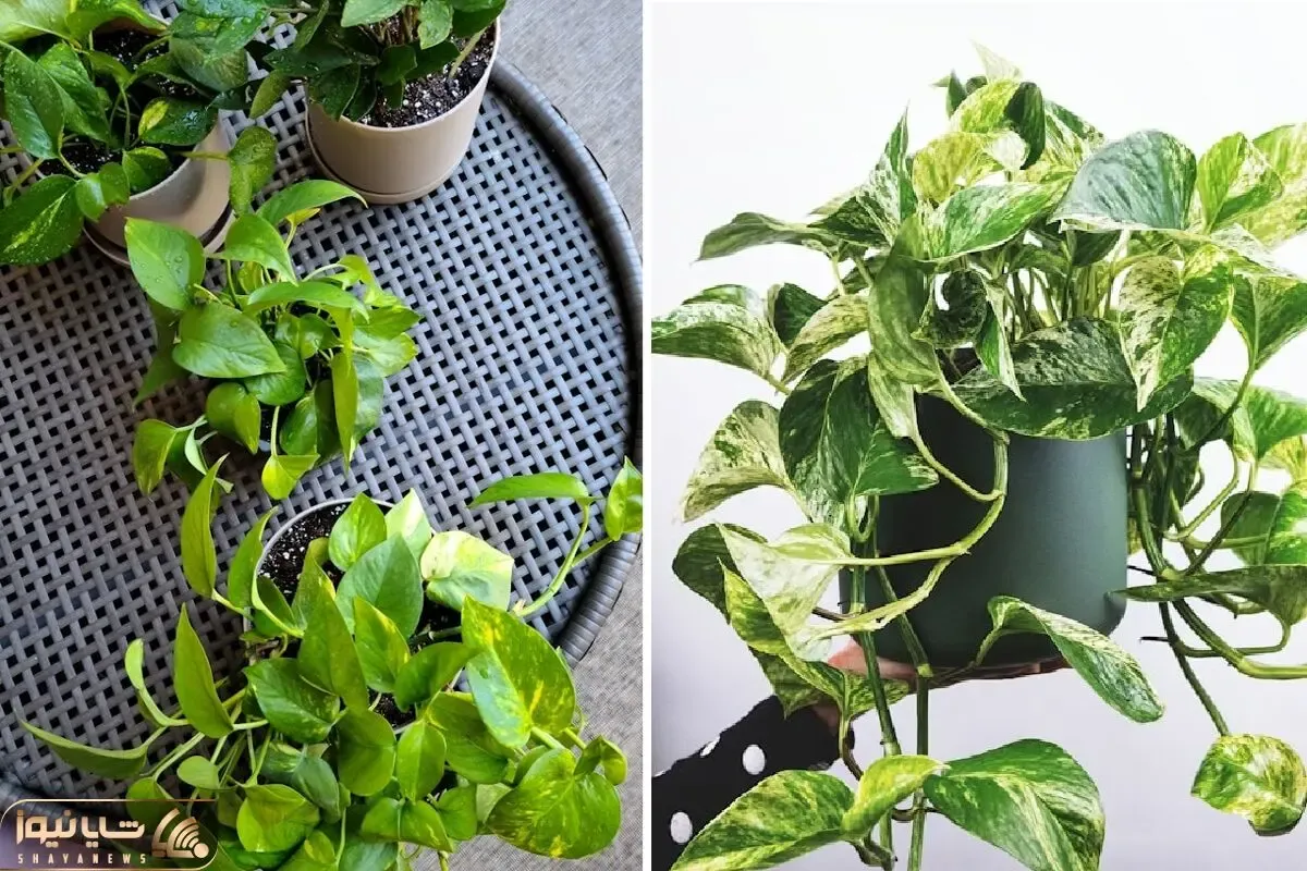 نگهداری و تکثیر گیاهان آپارتمانی پتوس؛ پر و بال دادن به برگ ها و قلمه زنی