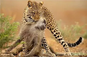 جذابیت حیات وحش؛ یوزپلنگ میمون از درخت میندازه ضربه مغزی شه