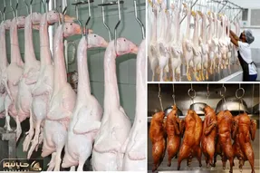 مزرعه فرآوری گوشت اردک ؛ از ترغیب به تخم گذاشتن و قصابی ماشینی تا برشته کردن یهویی!
