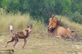 مستند حیات وحش؛ جر وا جر کردن سگ وحشی مقابل چشمان برادر مبهوت