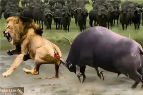 بدایع حیات وحش؛ تنها سهم شیر از خصومت ورزی با بوفالو شاخ بود