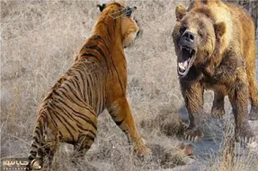 مستند حیات وحش؛ گرد و خاک ببر و خرس برای بلع دیگری