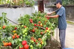 کشاورزی خلاقانه؛ گوجه فرنگی رو اینجوری روی داربست بکار 10 برابر بیشتر محصول میده