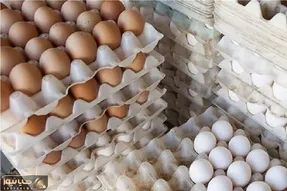 تخم مرغ ارزان می شود؟