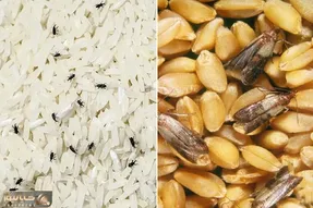 از بین بردن حشره حبوبات/ با دیدنشون مور مور میشی  ولی نخود لوبیاتو نریز دور تمیز میشن