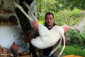 آشپزی در طبیعت؛ پرنده لنگ دراز و بی ریخته ولی آشپز ماهره یه چی پخت آب دهنت آویزون شه