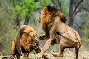 بدایع حیات وحش/شیر زخمی با دندون نیش به جون بچه خودش افتاده