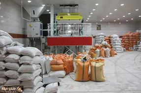 بحران برق، شالی‌کاران گیلان را زمین‌گیر کرده است