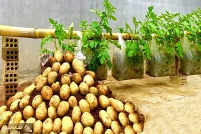 کاشت و برداشت خانگی؛ تو مشما سیب زمینی کاشت گونی گونی برداشت کرد دیگه نگو باغچه ندارم