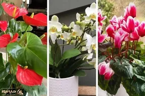 گیاهانی که محبت به خونه میارن / سردی روابط رو با اعضای خانواده تو خونه با اینا گرم کن