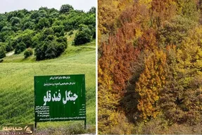 معرفی جنگل زیبای فندقلو اردبیل / یه سفر پاییزی جذاب به طبیعتی فوق العاده