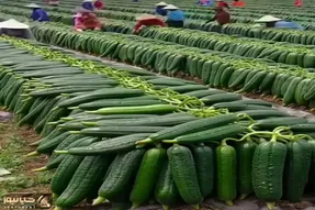 کشاورزی نوین؛ خیار بوته ای کاشتن صاعقه زده رشدشون ۵ برابر شده تو درو کردنشون موندن