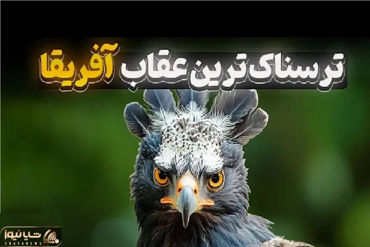 مستند حیات وحش؛ عقاب تاجدار جمجمه‌ حیوان ۳۰ کیلویی رو خرد میکنه