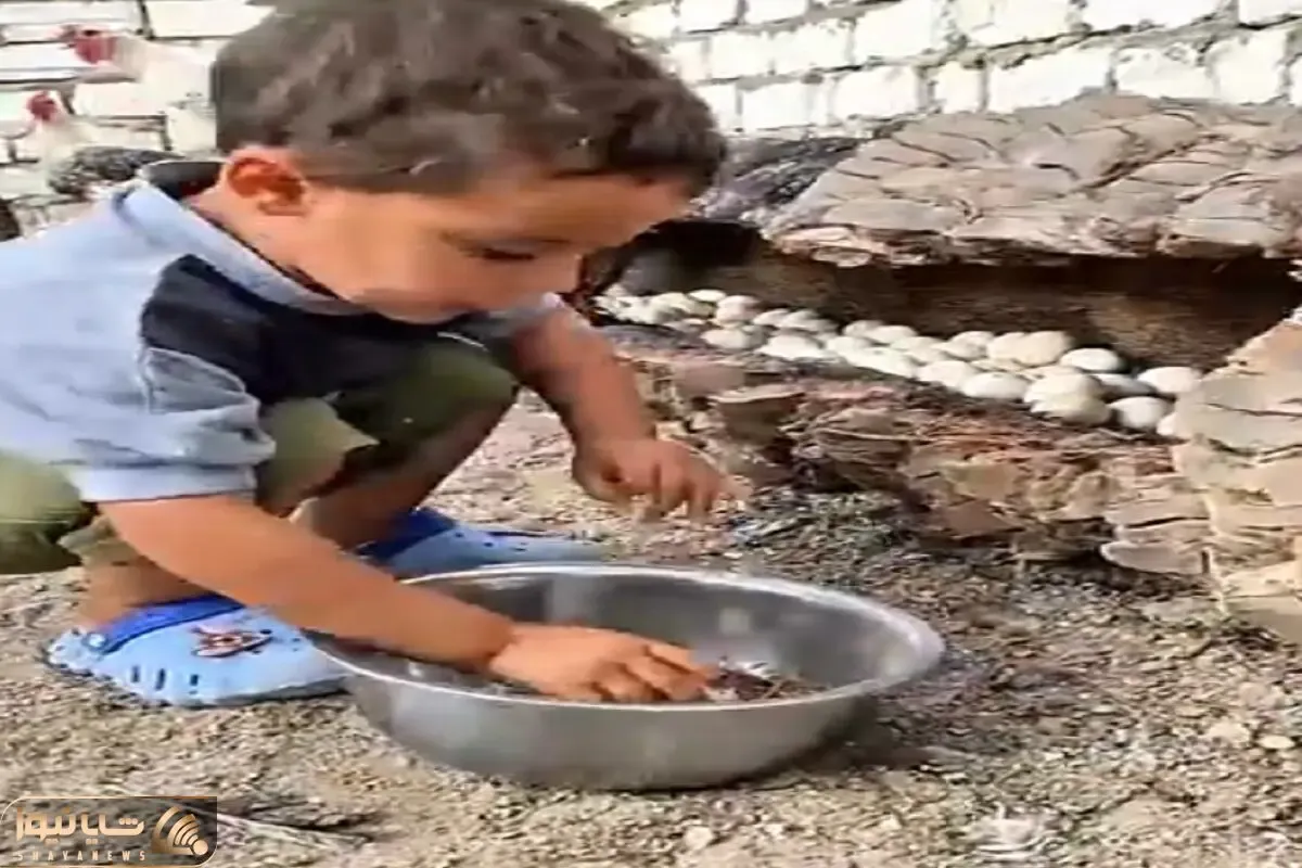 دامداری نوین؛ توی نخل مرده رو خالی کرد پنجره پنجره خونه ساخت برا مرغا راحت تخم  بذارن