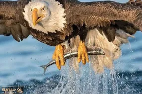 بدایع حیات وحش/نابغه طبیعت از فرسخ ها اون ورتر به شکار میاد لک لک نقشه عقاب رو بهم زد