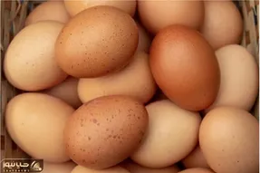 قیمت تخم مرغ امروز چهارشنبه ۱۰ تیر ۱۴۰۵ | هر شانه تخم مرغ چند؟