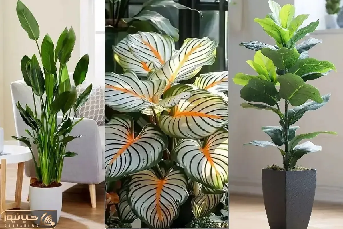 گیاهانی که مراقبت کمی میخوان/ مختص اونا که وقت رسیدگی به گلا رو ندارن ولی دوسشون دارن