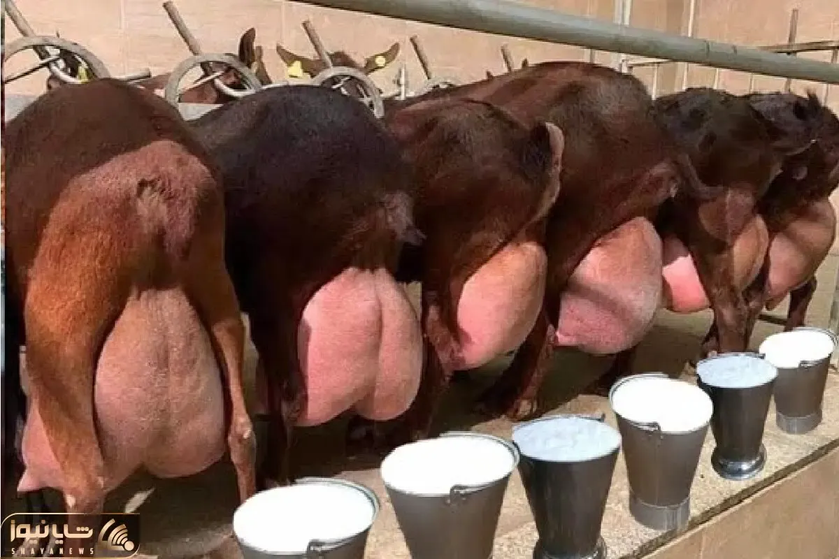 گاوهای باورنکردنی؛ گاو انقدر حجم شیرش زیاده که ندوشن دیگه نمی تونه راه بره