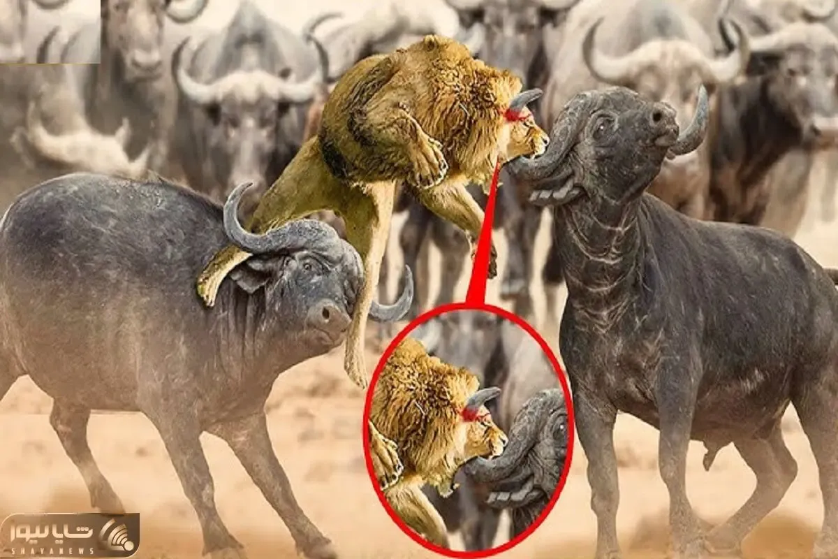 جذابیت حیات وحش؛ شاه شیر قسی در نبرد با بوفالو سفاک ناگهان روی سرش شاخ می زند