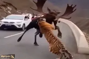 معماری طبیعت؛ گوزن حوصله ی بچه بازی ببر رو نداشت شوتش کرد بره جلو در خودشون بازی کنه