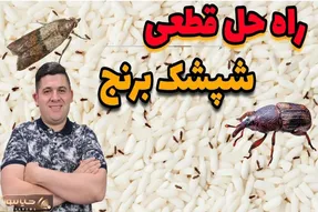 ترفند خانه داری؛ این شپشک برنج هم دردسری شده با این قیمت گرون برنج
