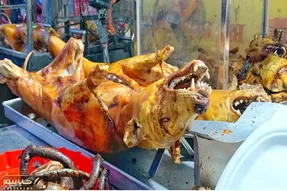 فرآوری سگ؛ سگ‌های فربه رو بریونی میکنن با روغن داغ چرب و تو نون سرو میکنن