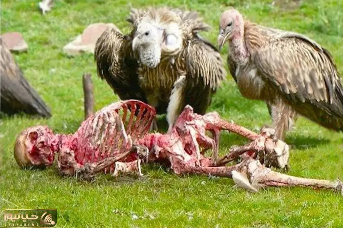 نارام زیان؛ کرکس های لاشخور تا دیدن مرده زخمی شده گوشتشو خوردن اسکلتشو گذاشتن