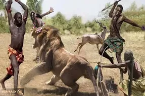 جنگجویان طبیعت؛ شیر کفتار صفت رفت مزرعه گاومیش بدزده قبیله ماسایی با نیزه هلاکش کردن