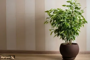 کاشت و برداشت خانگی؛ صفر تا صد نگهداری از بنجامین بهت میگم چرا برگ هاش می ریزه
