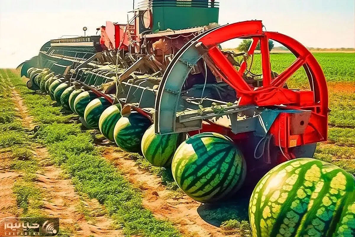کشاورزی غول پیکر؛ با تجهیزات نوین و روش های جدید هندوانه عمل  میارن اندازه بالن