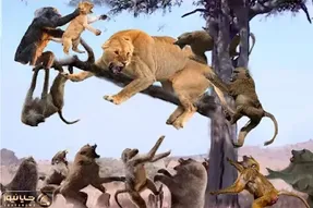 مستند حیات وحش / شیر زخم زد گله میمون ها خون بپا کردن