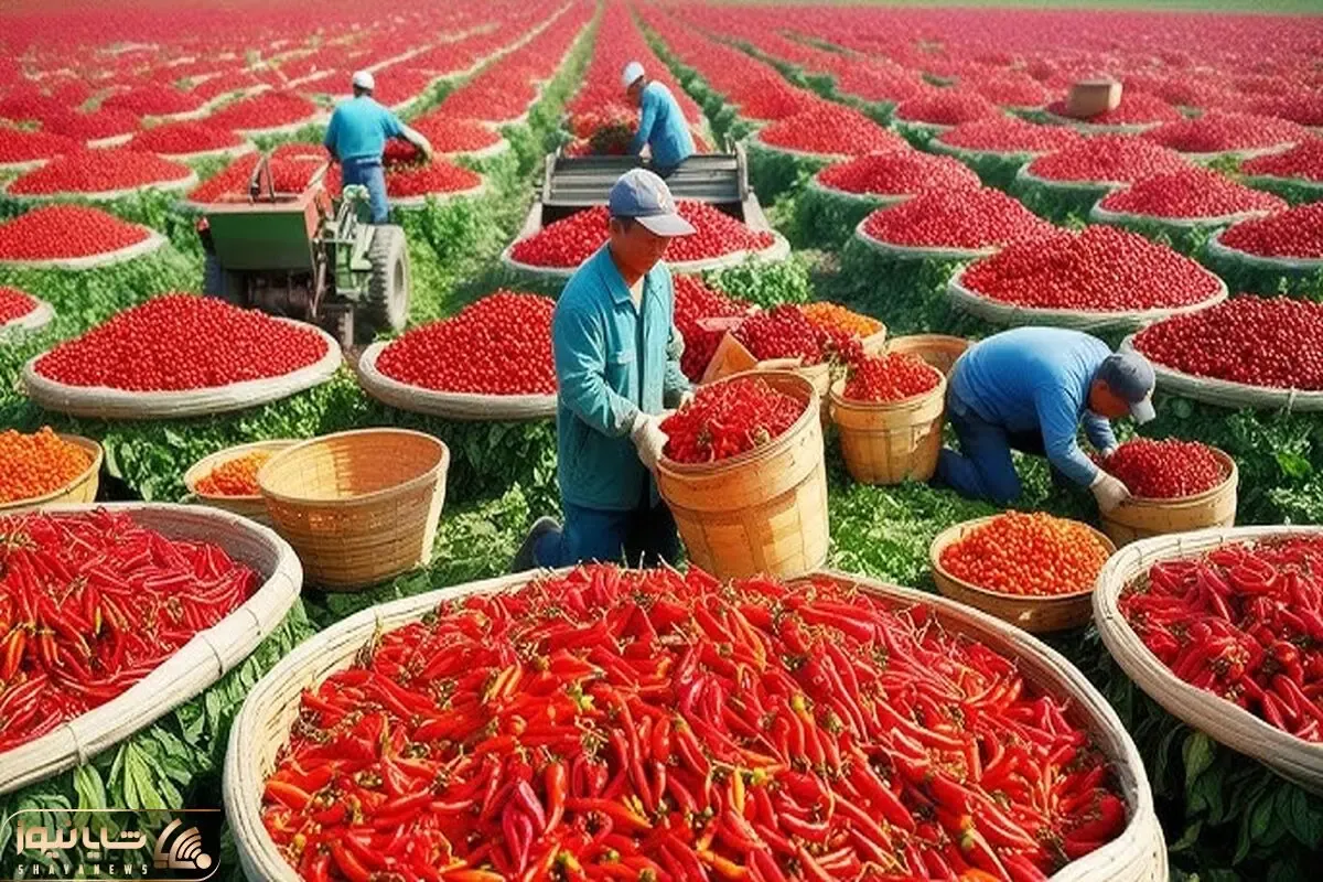 کشاورزی نوین؛ چند هزار تن فلفل قرمز آتیشی رو از مزارع چند هزار هکتاری برداشت کردن
