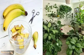 برگ گیاهان رو چطور تمیز کنیم؟ / لکه آب و سفیدک روی برگا رو با یه موز ببر فقط 10 تومن