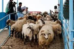 قیمت دام زنده امروز ۱۵ آبان ۱۴۰۳/ بازار دام برخی استان ها تکانی به خود دادند