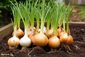 کاشت و برداشت خانگی؛ چجوری تو بطری های پلاستیکی آب معدنی پیاز بکاریم؟