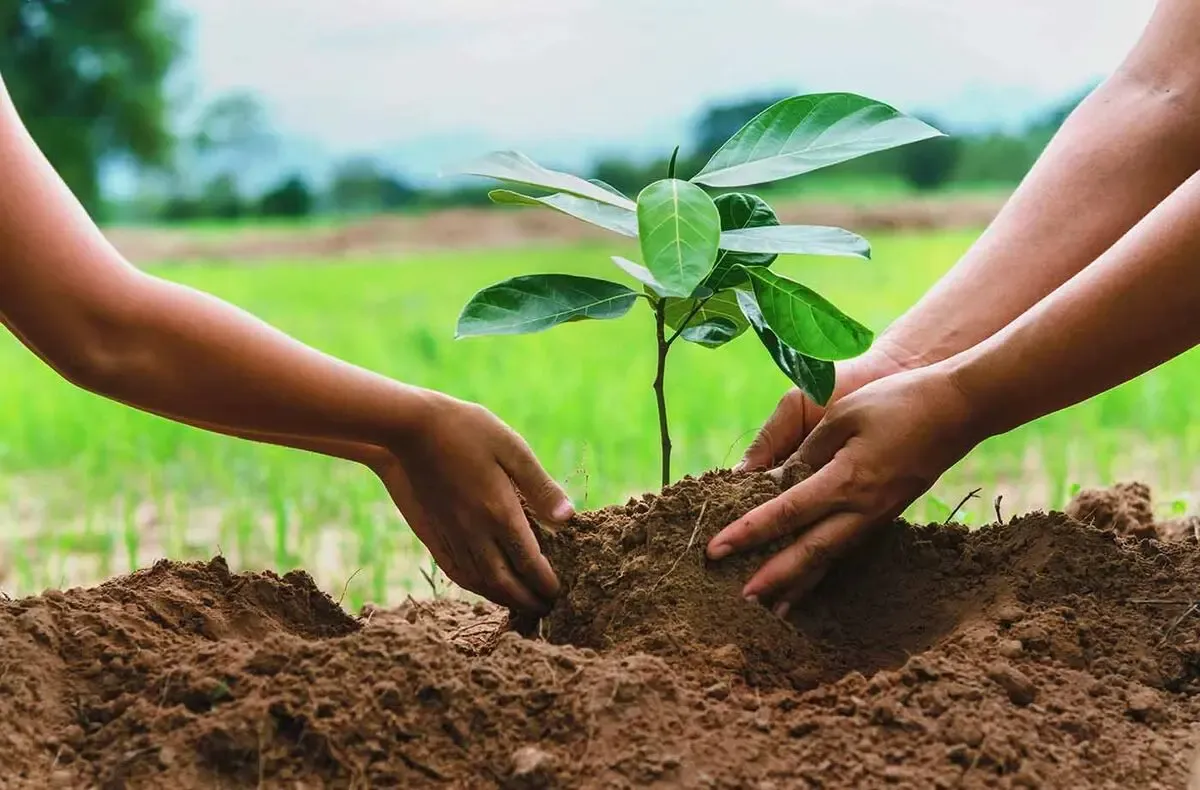 15 اسفند روز درختکاری؛ بهانه ایی برای احیاء طبیعت