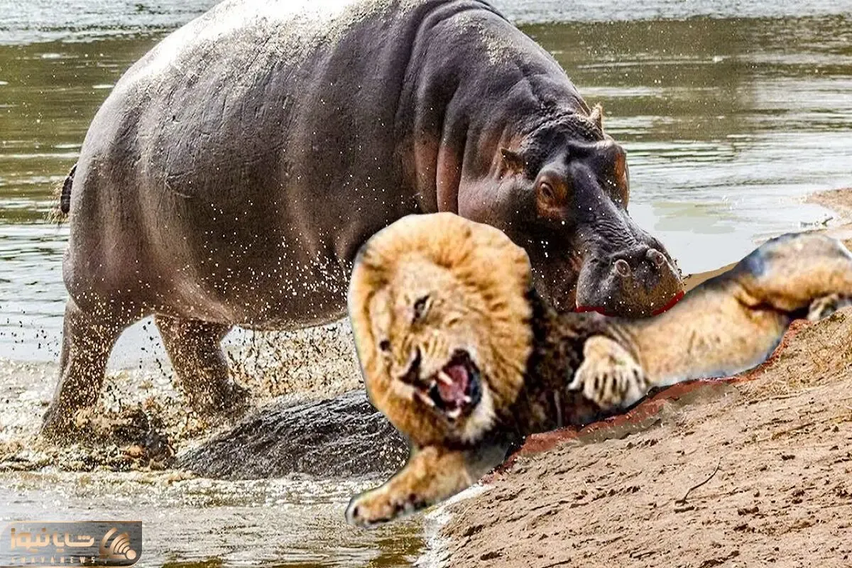 از بدایع حیات وحش؛ اسب آبی سفاک به حریفان خود حمله کرد آنها را درهم می شکند