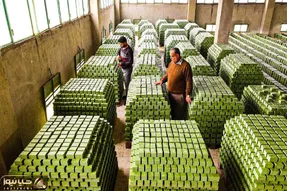 کشاورزی نوین؛ با تجهیزات مدرن بیش از 1000000 زیتون کاشتن که باهاش صابون مراغه ساختن