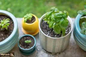 کاشت و برداشت خانگی؛ سبزی خوردن عروس سفرس مخصوصا ریحون کاشتنش آسون خودت تو خونه بکار