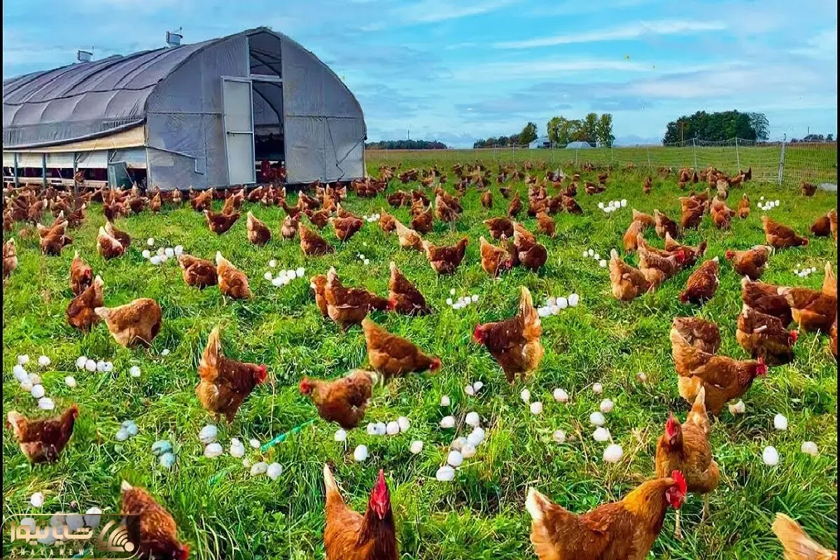 مرغداری مدرن؛ مرغو به روش گلخونه‌ای برای شیرش پرورش میده بعد بهره کشی قتل عام میکنه