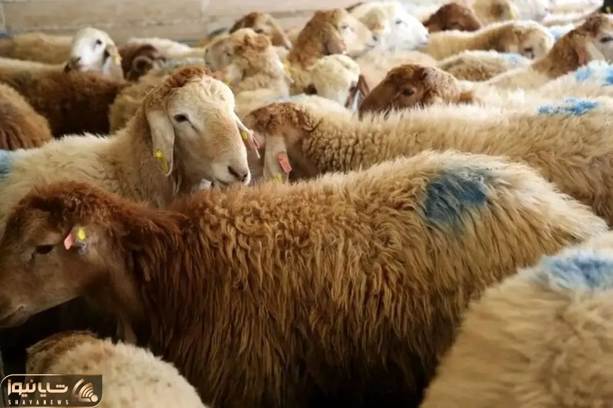 قیمت دام زنده امروز ۱۰ اردیبهشت ۱۴۰۵