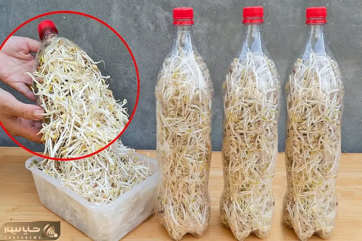 کاشت و برداشت خانگی؛ بطری پلاستیکی آب معدنی رو دور نریز توش لوبیا بکار غوغا به پا کن