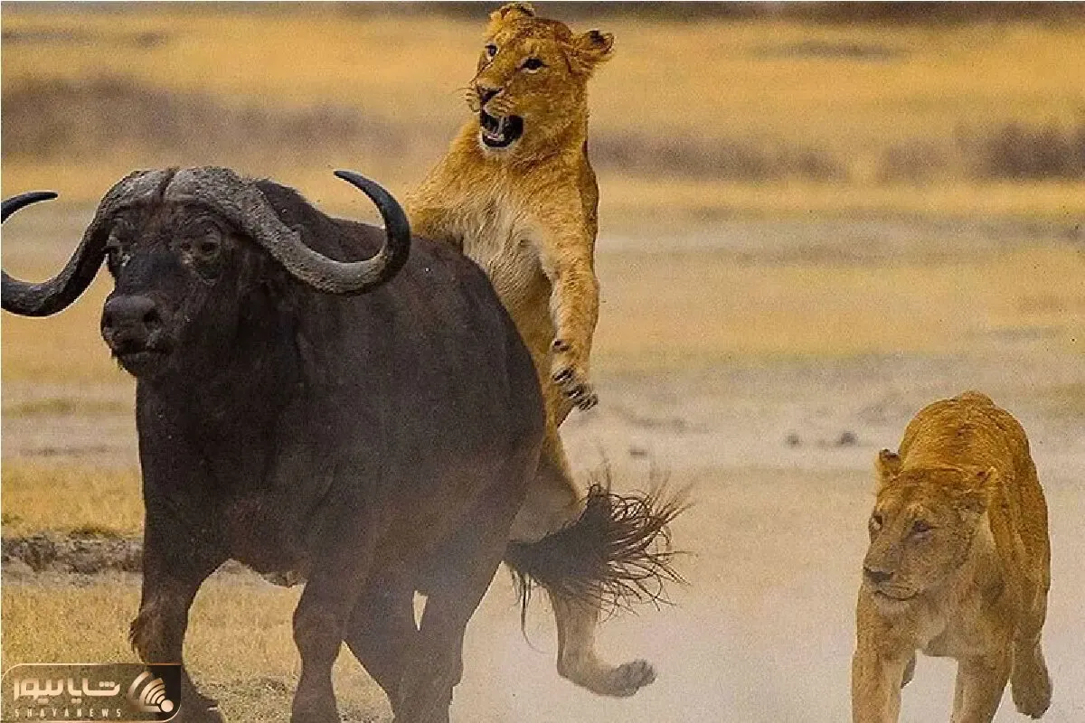 بدایع حیات وحش؛ نبرد مادام العمر بوفالو و شیر برای بلع  و بلعیده نشدن
