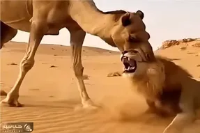 مستند حیات وحش؛ شتر کله شیر عین آدامس انداخت دهنش جویید