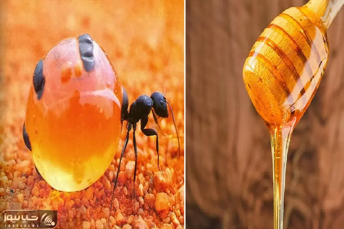 خوراکی‌های عجیب، تا حالا عسل مورچه شنیده بودید؟ این مورچه‌ها عسل تولید می‌کنند!